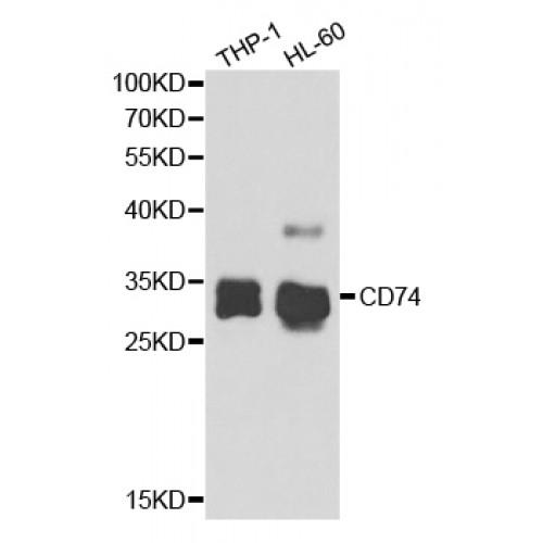 HLA Class II Histocompatibility Antigen Gamma Chain (CD74) Antibody
