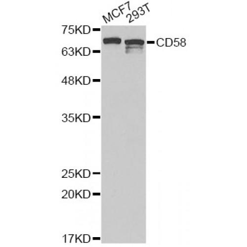 Lymphocyte Function Associated Antigen 3 / LFA-3 (CD58) Antibody
