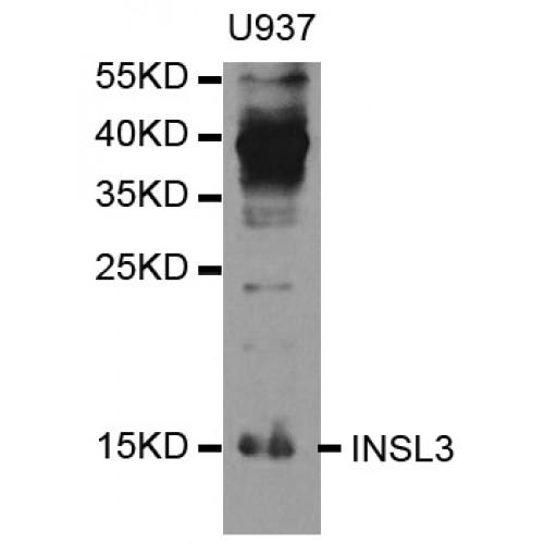 Insulin-Like 3 (INSL3) Antibody