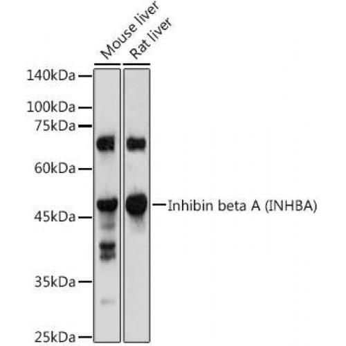 Inhibin Beta A (INHBA) Antibody