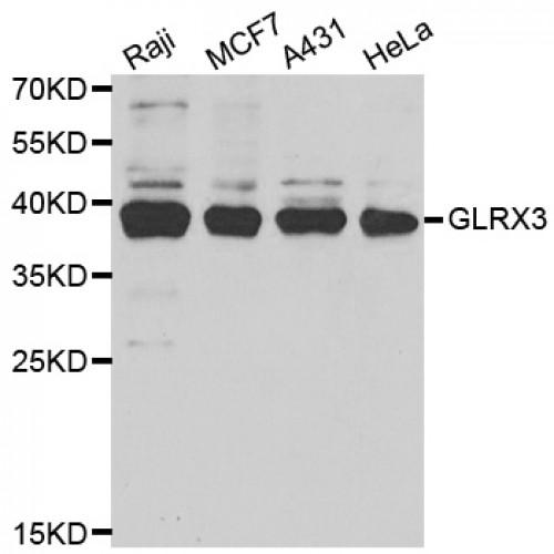 Glutaredoxin 3 (GLRX3) Antibody