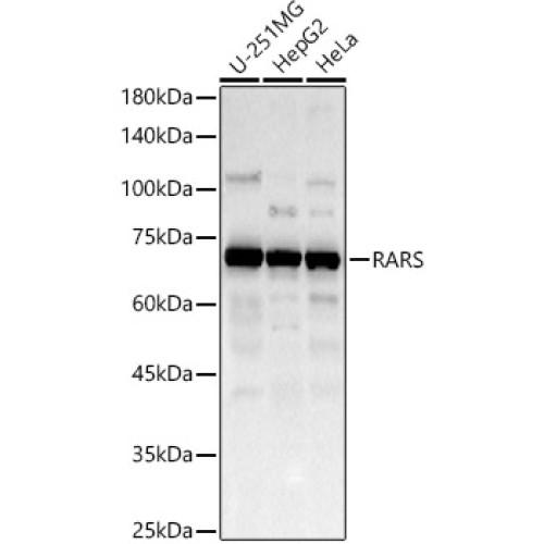 Arginine--tRNA Ligase, Cytoplasmic (RARS1) Antibody