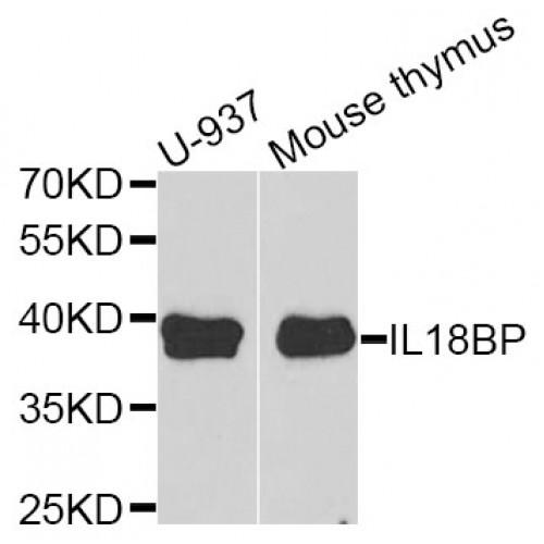 Interleukin 18 Binding Protein (IL18BP) Antibody