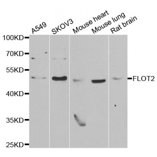 Flotillin 2 (FLOT2) Antibody