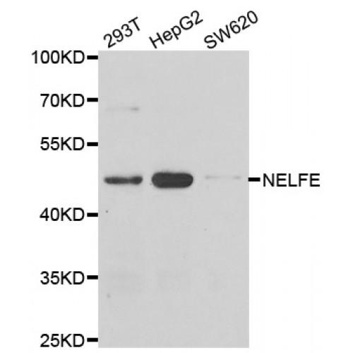 Negative Elongation Factor Complex Member E (NELFE) Antibody