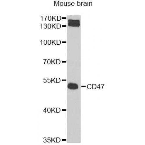 Leukocyte Surface Antigen CD47 (CD47) Antibody