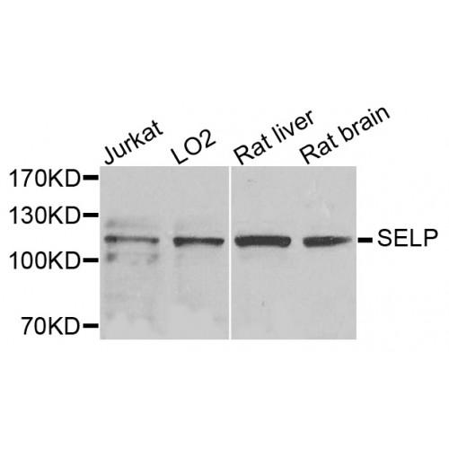 P-Selectin (SELP) Antibody