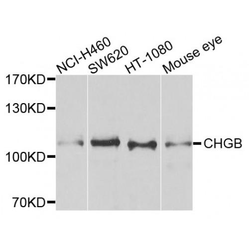 Chromogranin B (CHGB) Antibody