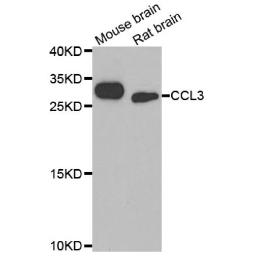 C-C Motif Chemokine 3 (CCL3) Antibody