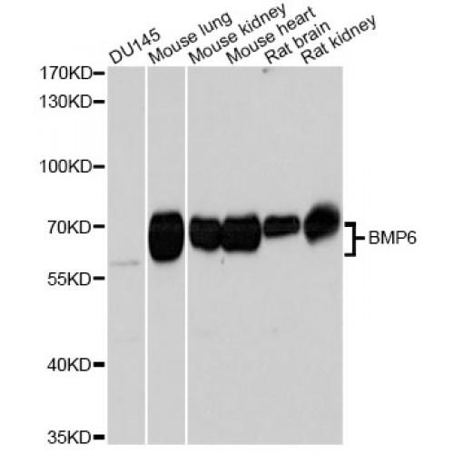 Bone Morphogenetic Protein 6 (BMP6) Antibody