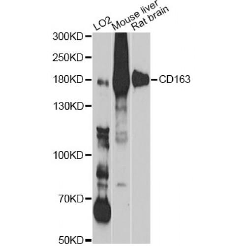 Scavenger Receptor Cysteine-Rich Type 1 Protein M130 (CD163) Antibody