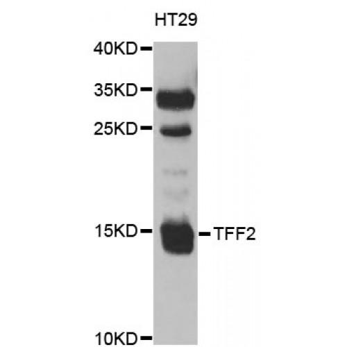 Trefoil Factor 2 (TFF2) Antibody