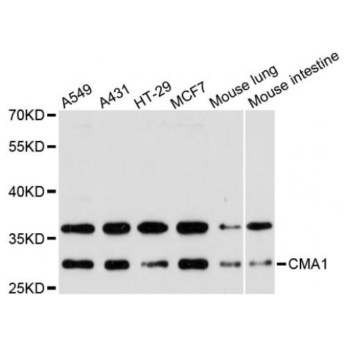 Chymase (CMA1) Antibody
