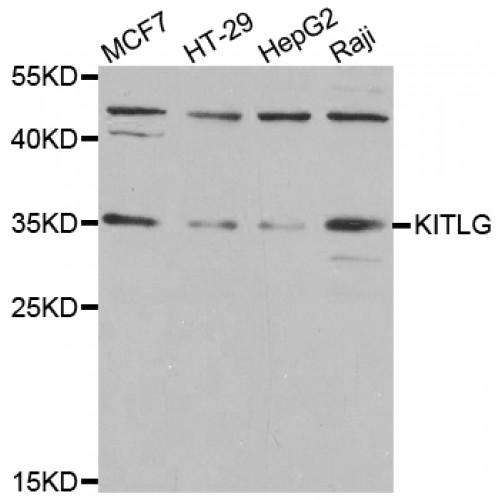 Kit Ligand (KITLG) Antibody