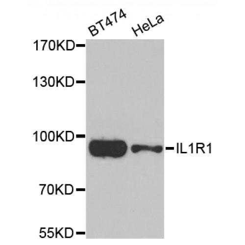 Interleukin 1 Receptor Type I (IL1R1) Antibody