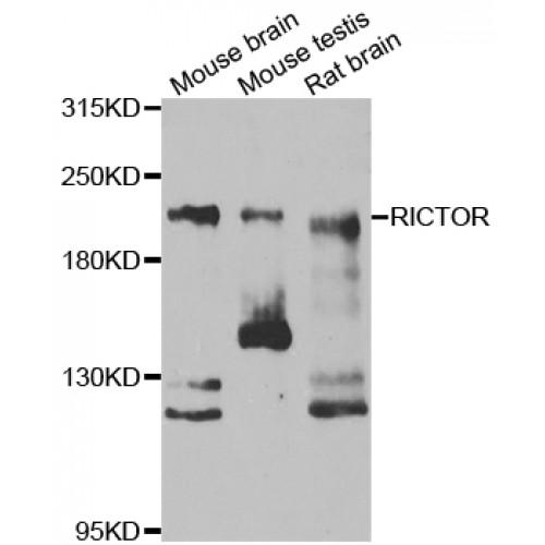 RPTOR Independent Companion of MTOR Complex 2 (RICTOR) Antibody