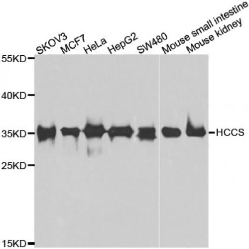 Holocytochrome C Synthase (HCCS) Antibody