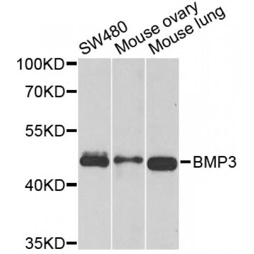 Bone Morphogenetic Protein 3 (BMP3) Antibody