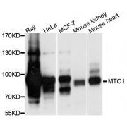 Protein MTO1 Homolog, Mitochondrial (MTO1) Antibody