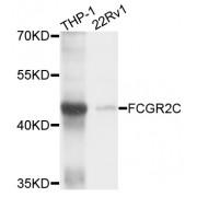 Fc Fragment of IgG, Low Affinity IIc, Receptor For (CD32) (FCGR2C) Antibody
