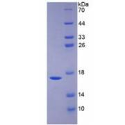 Human Bone Morphogenetic Protein 6 (BMP6) Protein