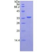 Mouse Scavenger Receptor Cysteine-Rich Type 1 Protein M130 (CD163) Protein