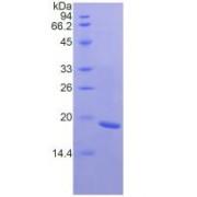Human Fibronectin Type III Domain Containing Protein 5 (FNDC5) Protein