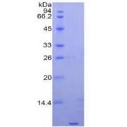 Human C-X-C Motif Chemokine 3 (CXCL3) Protein