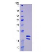 Human Interleukin 23 (IL23) Protein