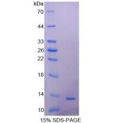 Human Platelet Derived Growth Factor AA (PDGFAA) Protein