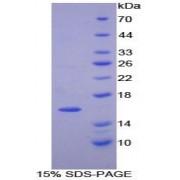 Mouse Platelet Derived Growth Factor AA (PDGFAA) Protein