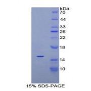 Rat Platelet Derived Growth Factor AA (PDGFAA) Protein