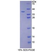 Mouse Programmed Cell Death 1 Ligand 1 (CD274) Protein
