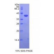 Mouse C-C Motif Chemokine 21 (CCL21) Protein