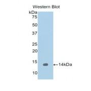 Regenerating Islet Derived Protein 1 Alpha (REG1a) Antibody