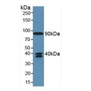Complement Fragment C4a (C4a) Antibody