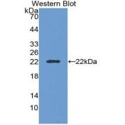 Interleukin 19 (IL19) Antibody
