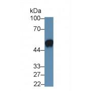 Interleukin 19 (IL19) Antibody