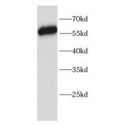 V-Rel Reticuloendotheliosis Viral Oncogene Homolog B (RELB) Antibody