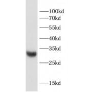 Syndecan 4 (SDC4) Antibody