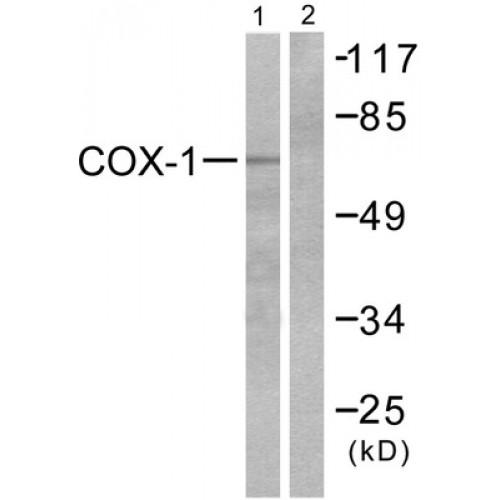 Prostaglandin Endoperoxide Synthase 1 (PTGS1) Antibody