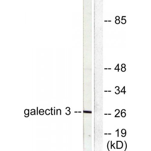 Galectin 3 (LGALS3) Antibody