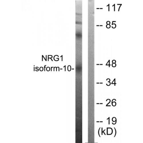 NRG1 isoform-10 Antibody