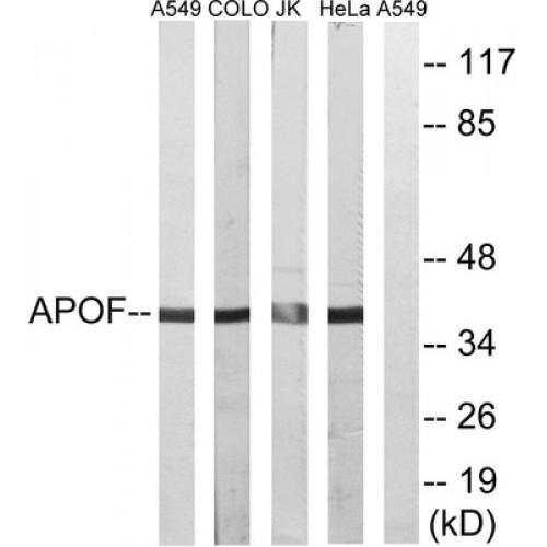 Apolipoprotein F (APOF) Antibody