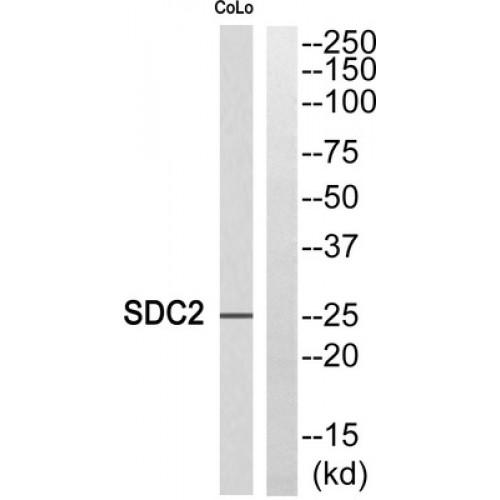 Syndecan 2 (SDC2) Antibody