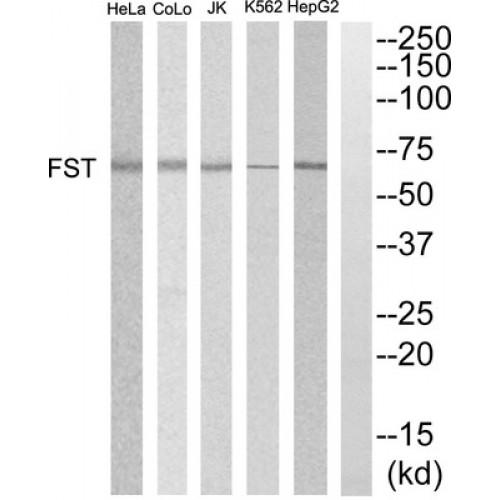 Follistatin (FST) Antibody