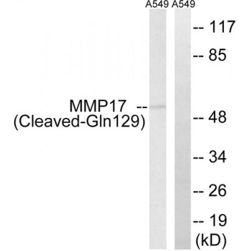 Matrix Metalloproteinase-17 Cleaved-Gln129 (MMP17 Cleaved-Q129) Antibody