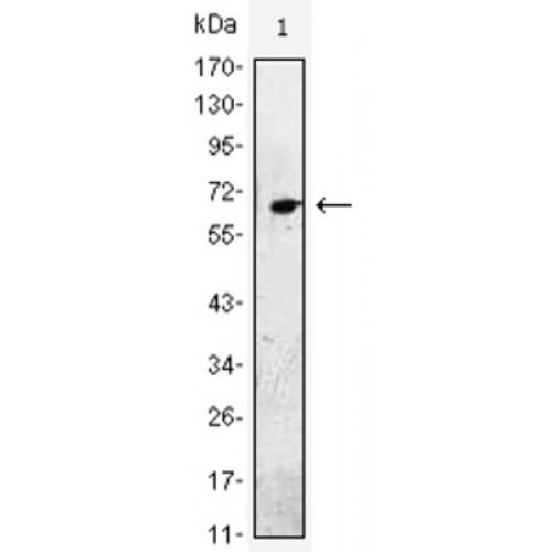 Pro-Epidermal Growth Factor (EGF) Antibody