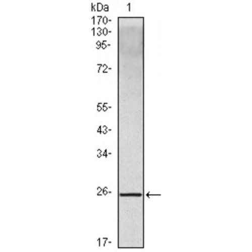Interleukin 10 (IL10) Antibody