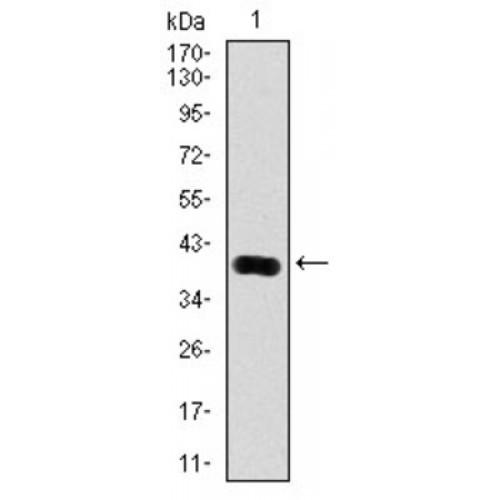 Prostate-Specific Antigen / PSA (KLK3) Antibody